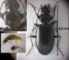 Bembidion complanatum